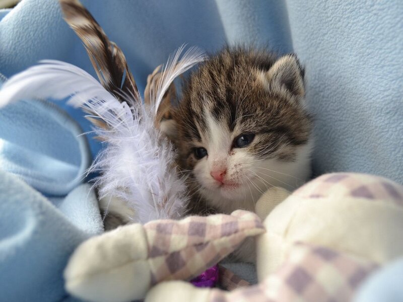 Kitten with Feathers