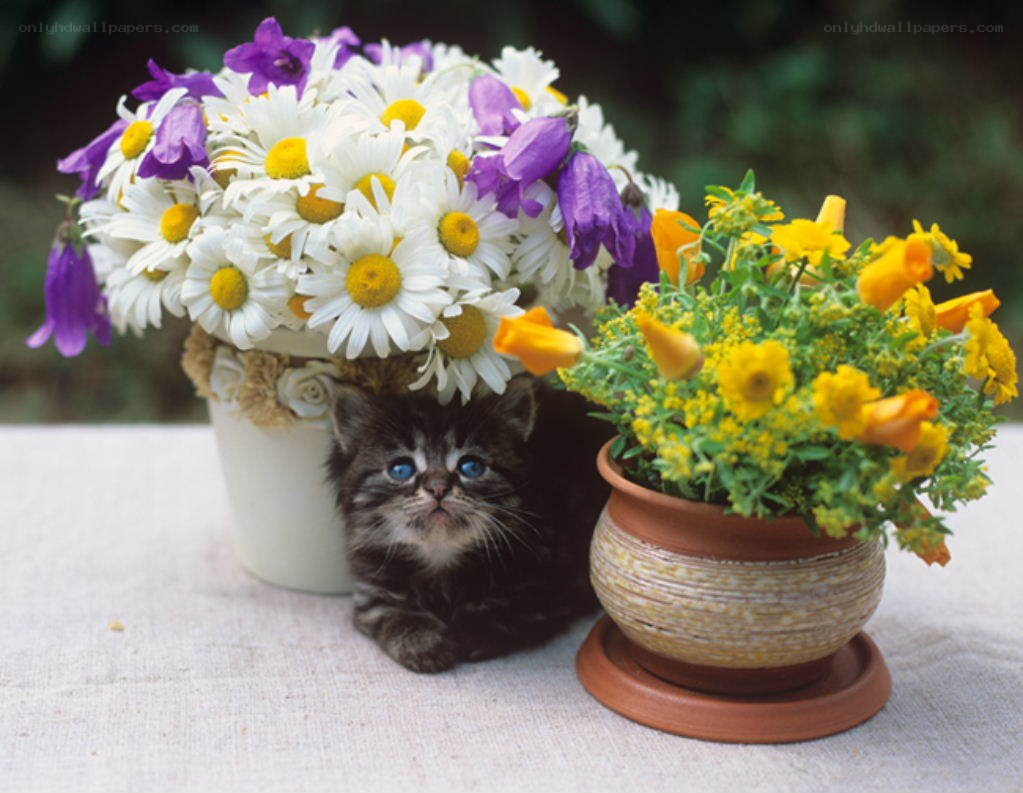kitten with flower arrangements