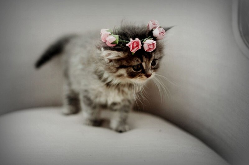 Kitten with Flower Crown — Gray