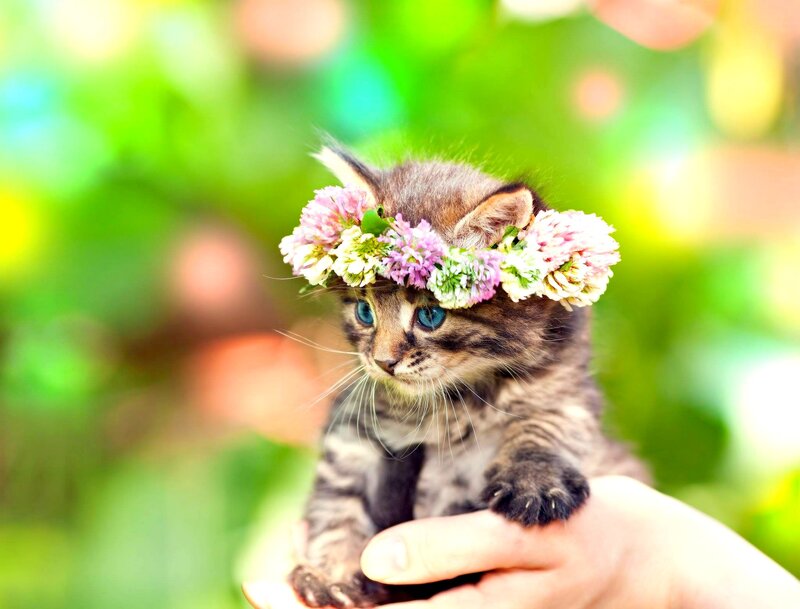 Kitten with Flower Crown — Green