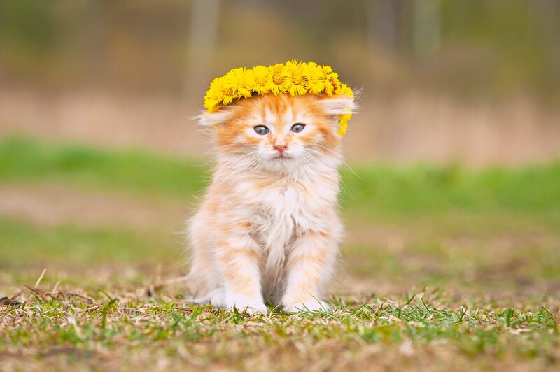 kitten with flower crown