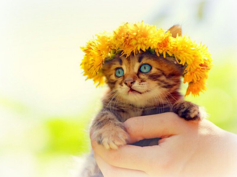 Kitten with Flower Crown — Yellow