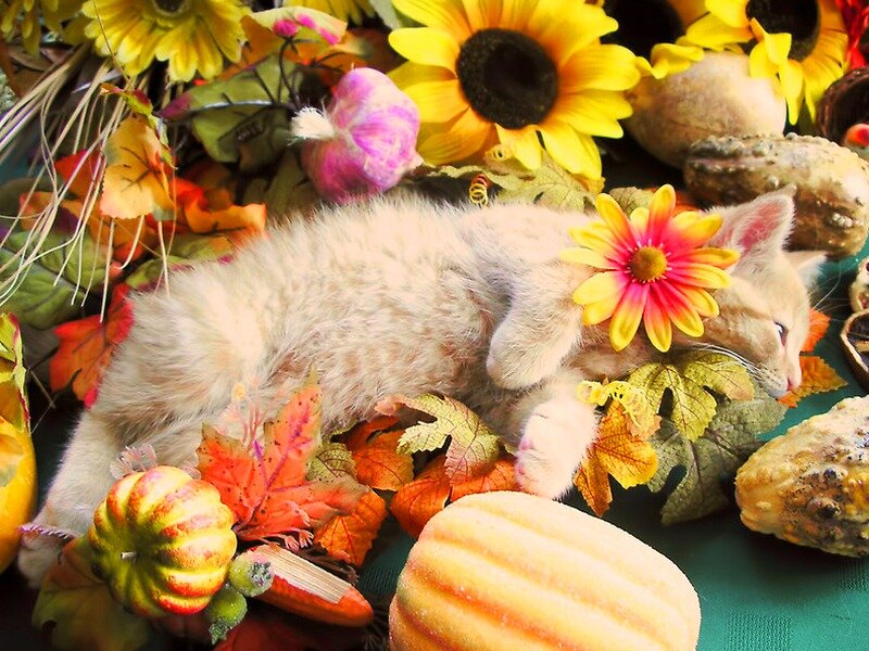 Kitten with Flower