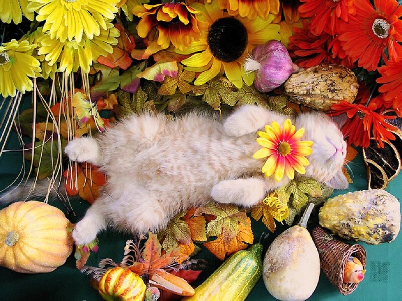 Kitten with Flower — Yellow