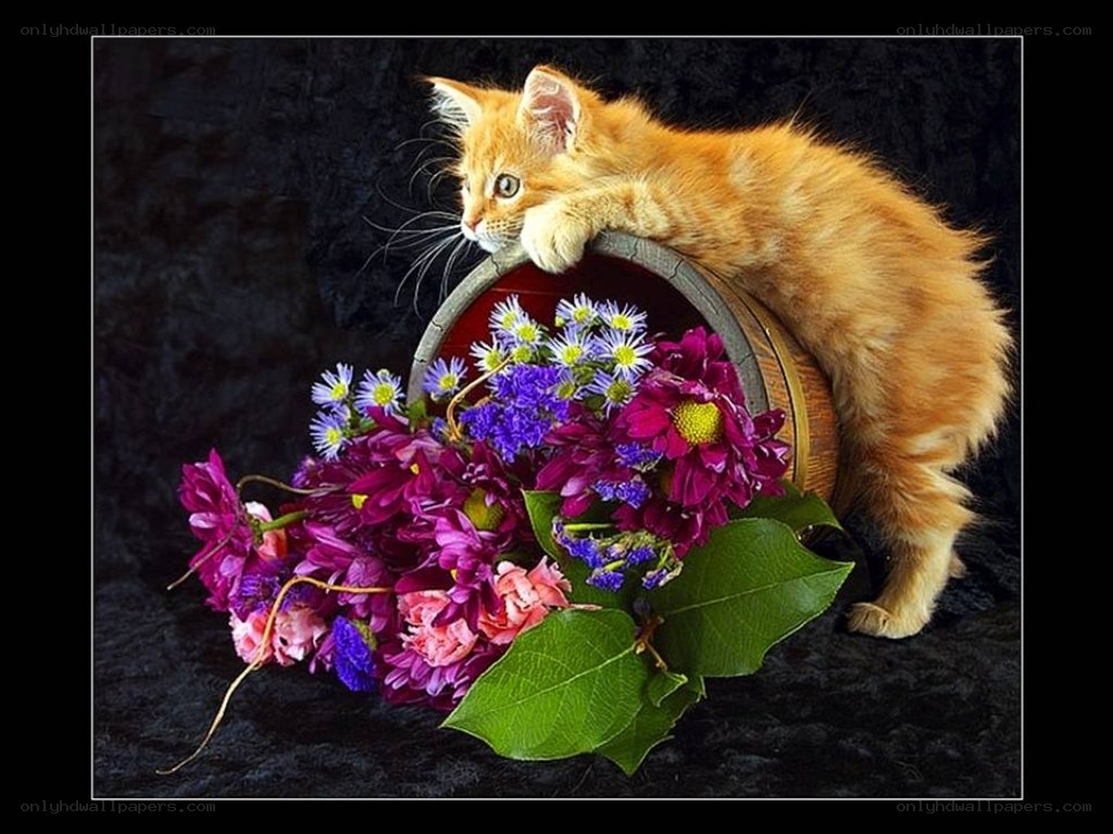 kitten with flowers in a basket