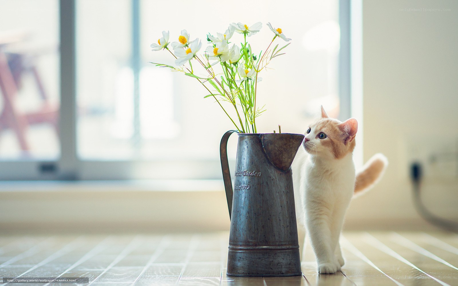 kitten with flowers in a jug
