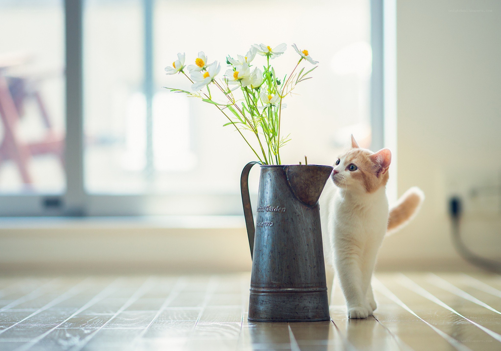kitten with flowers in a pitcher