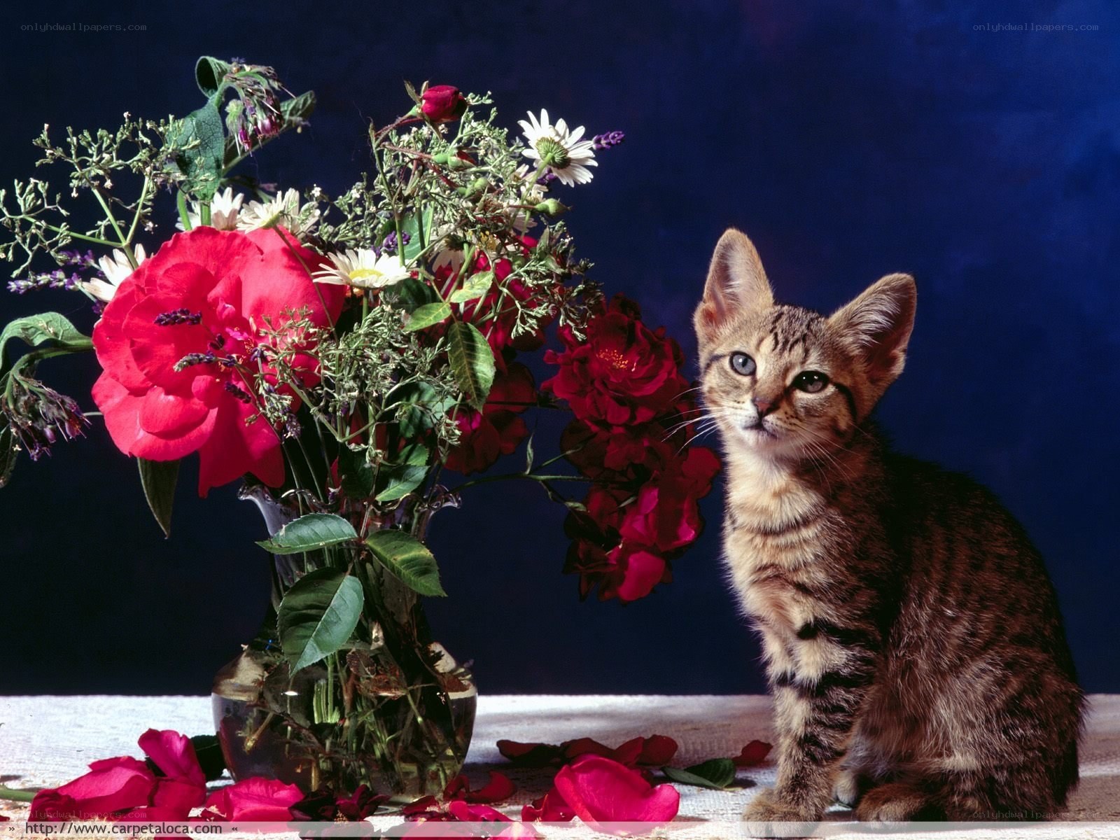 kitten with flowers in vase