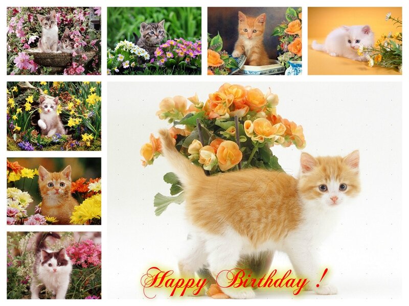 Kitten with Flowers — Orange