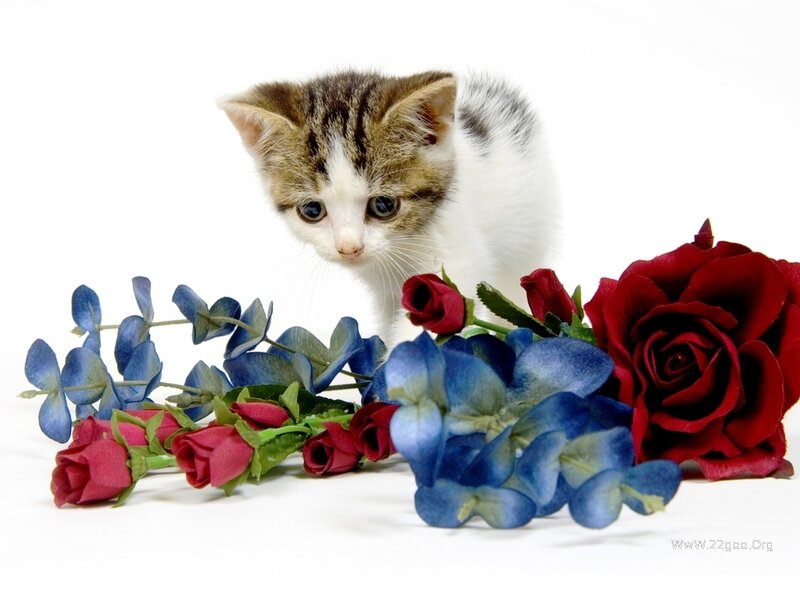 Kitten with Flowers — Red, Calm