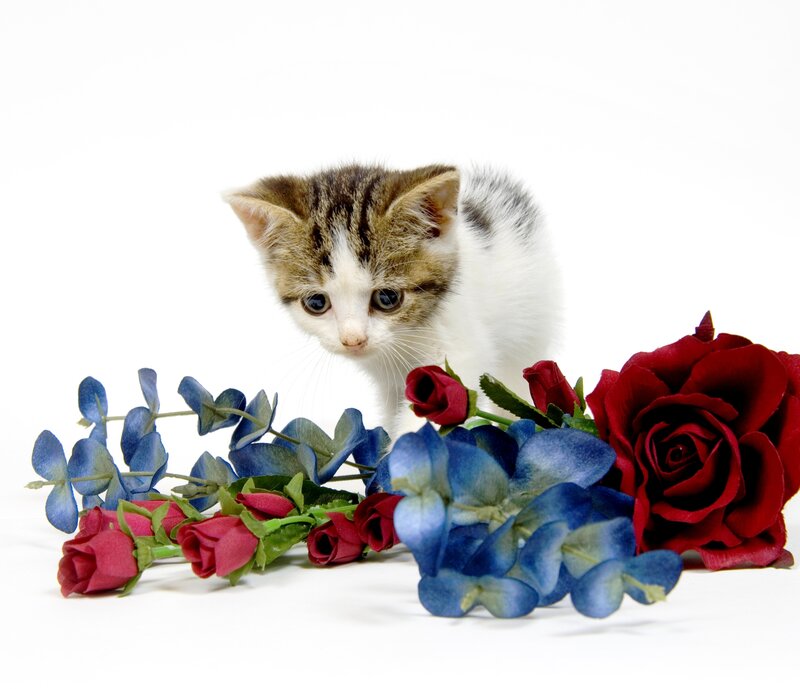 Kitten with Flowers — Red