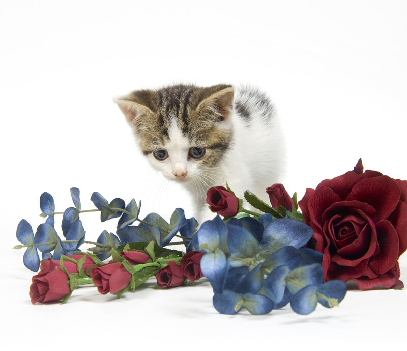 Kitten with Flowers — White, Calm