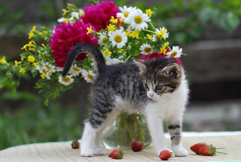 Kitten with Flowers — White