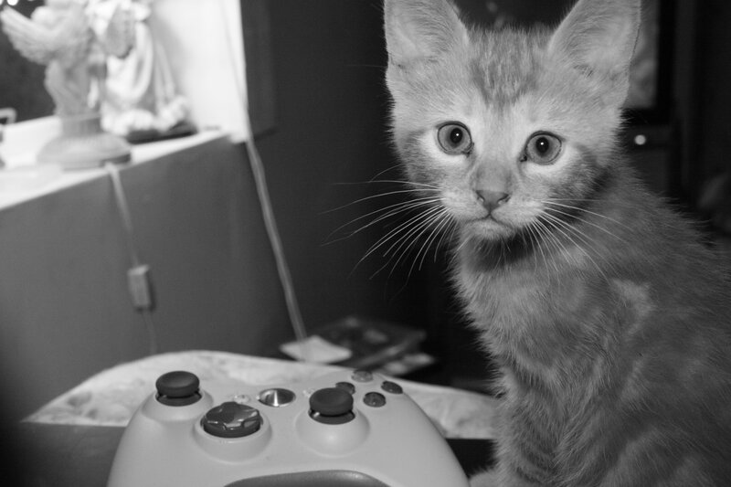 kitten with game controller