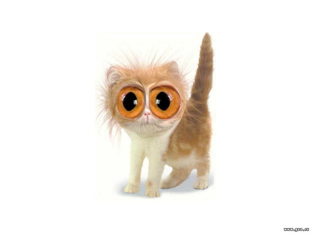 kitten with giant eyes