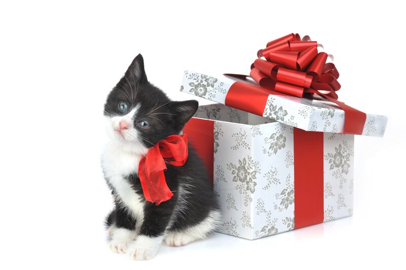 kitten with gift box