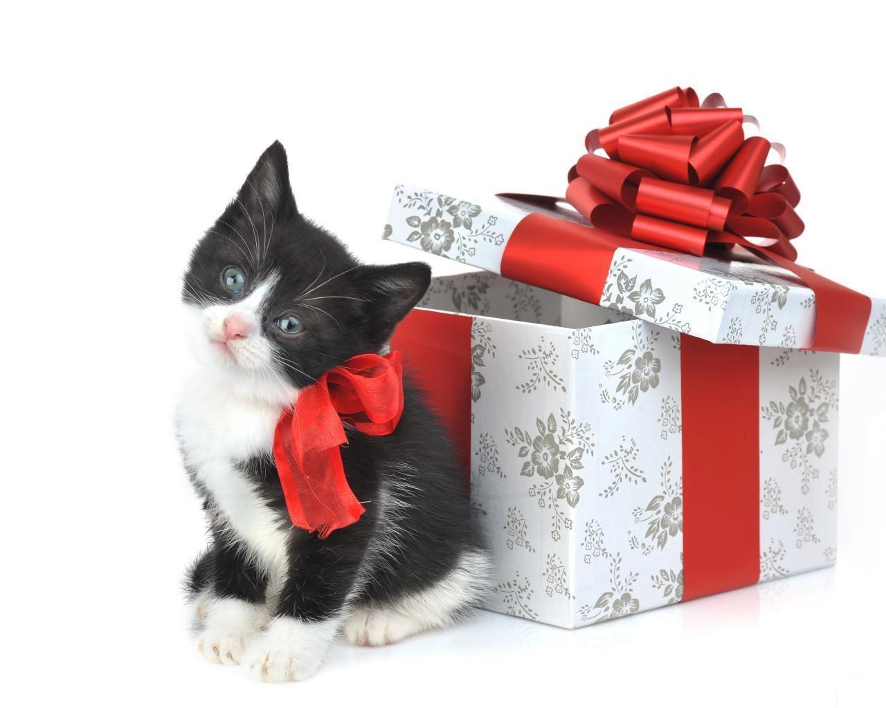 kitten with gift box