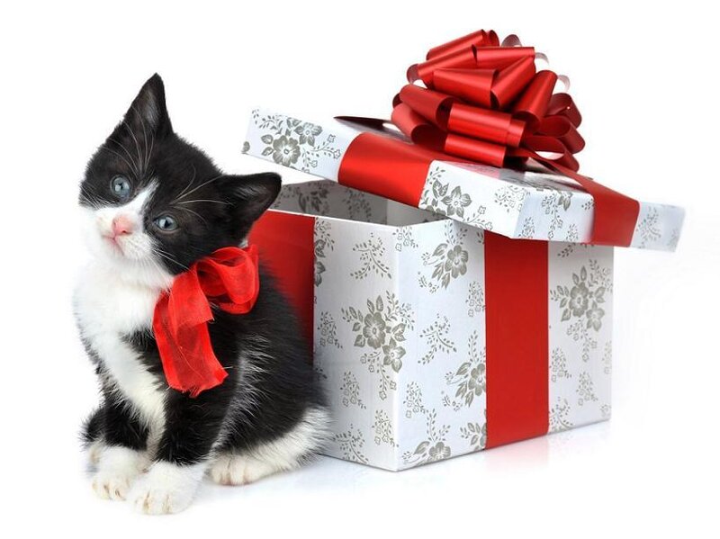 kitten with gift box