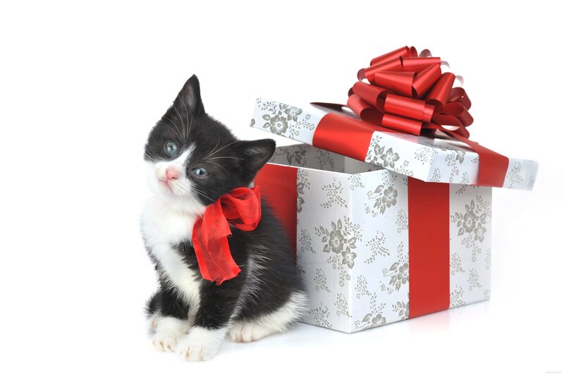 kitten with gift box