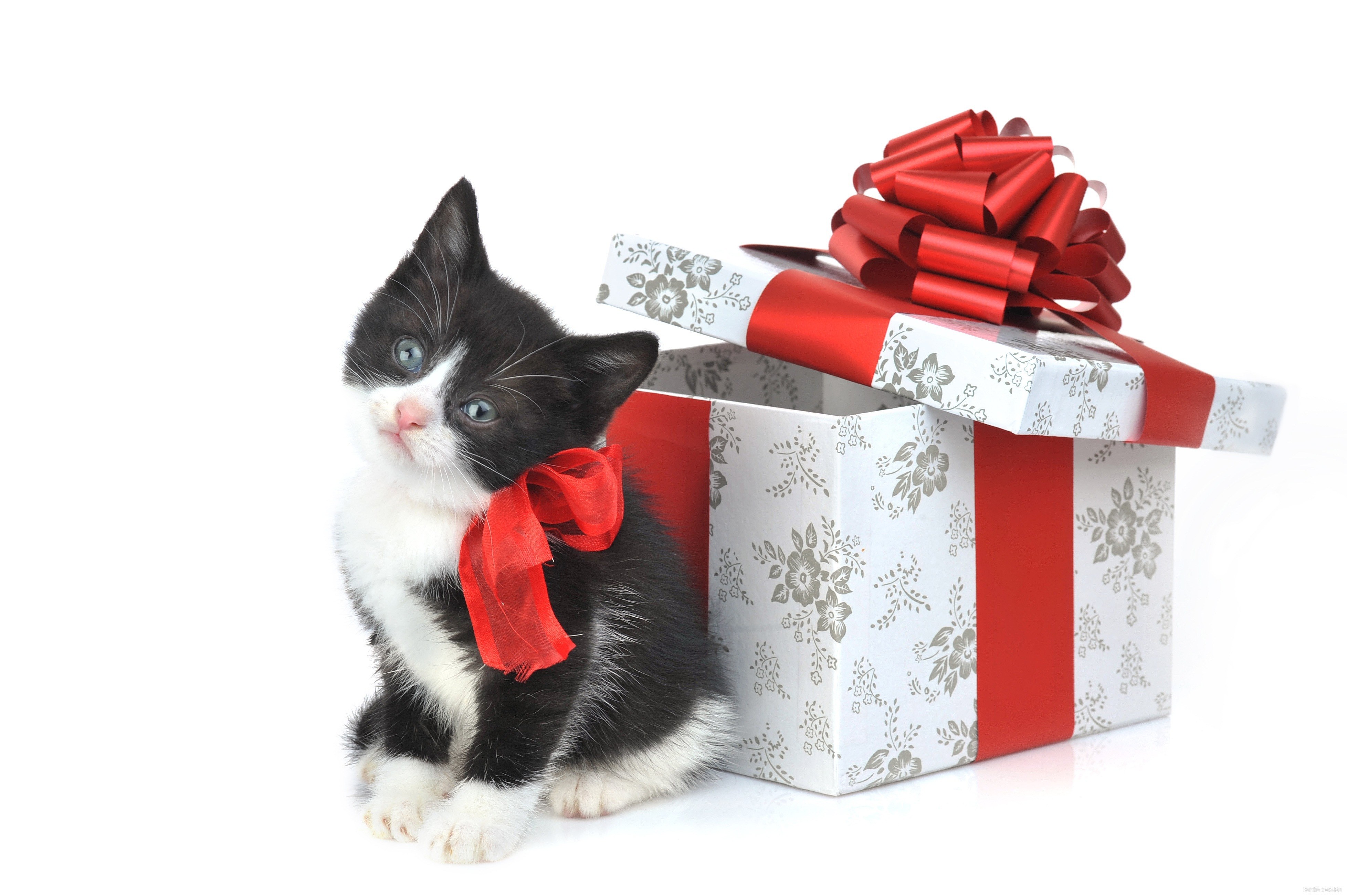 kitten with gift box