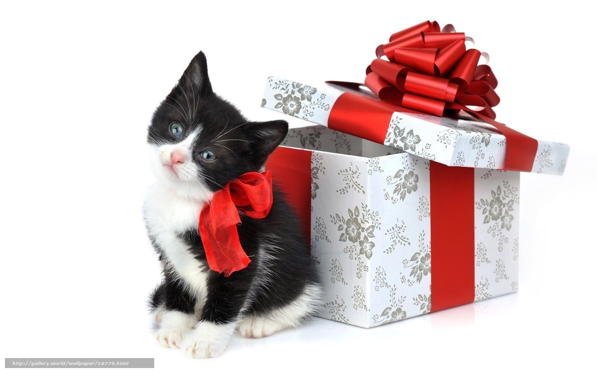 kitten with gift box