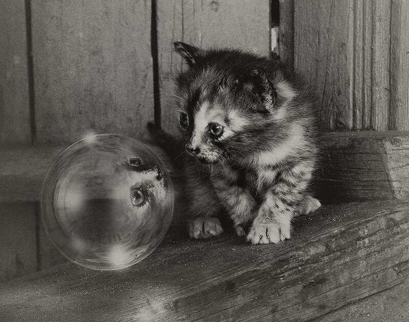 Kitten with Glass Ball