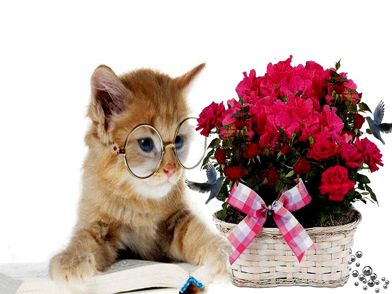 Kitten with Glasses