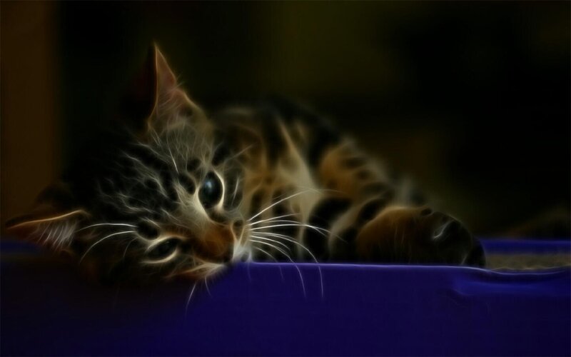 kitten with glowing eyes