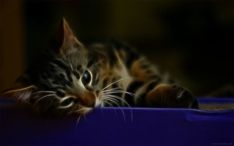 kitten with glowing fur