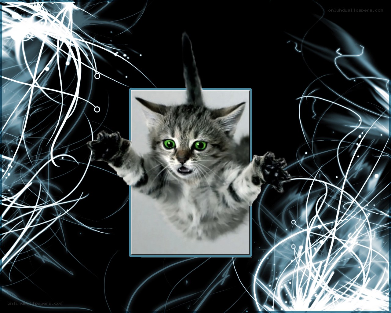 kitten with glowing green eyes