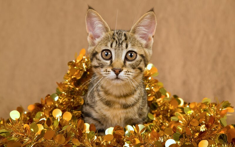kitten with golden tinsel