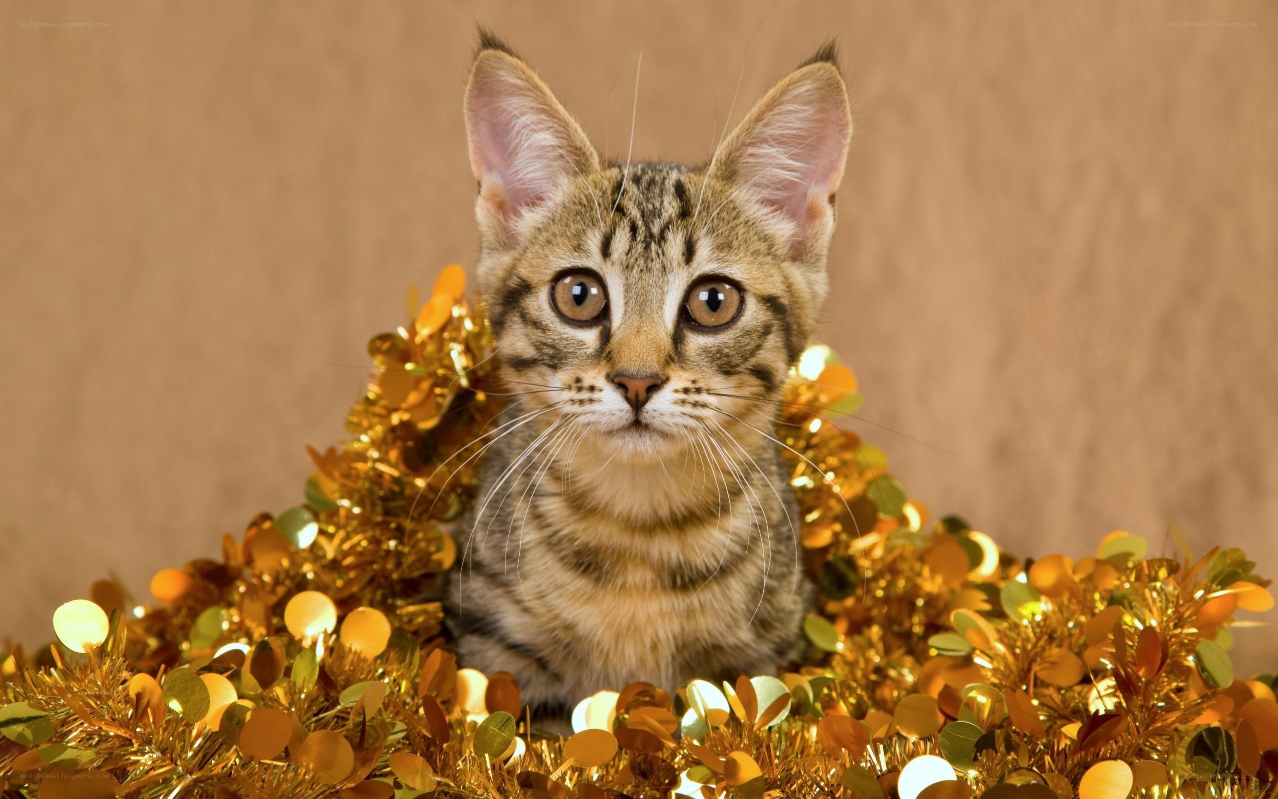 kitten with golden tinsel