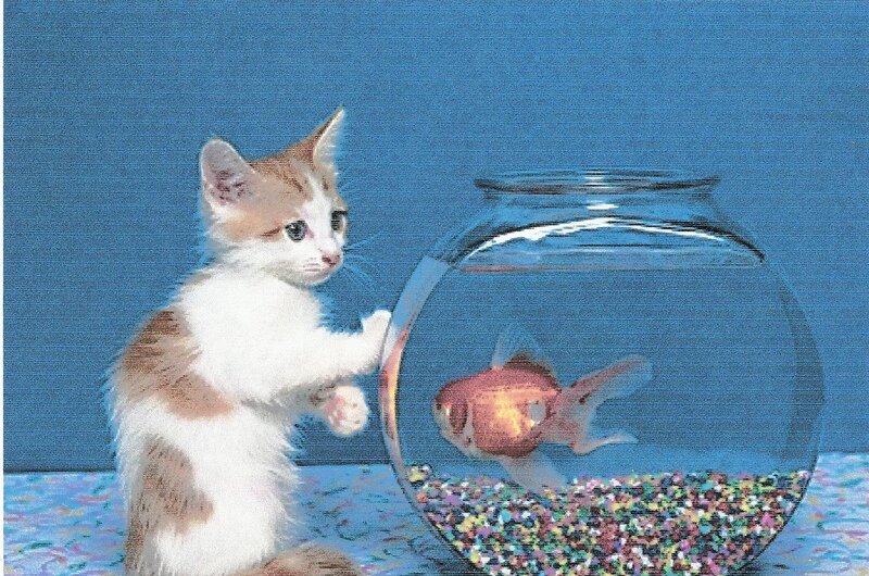 Kitten with Goldfish — Blue