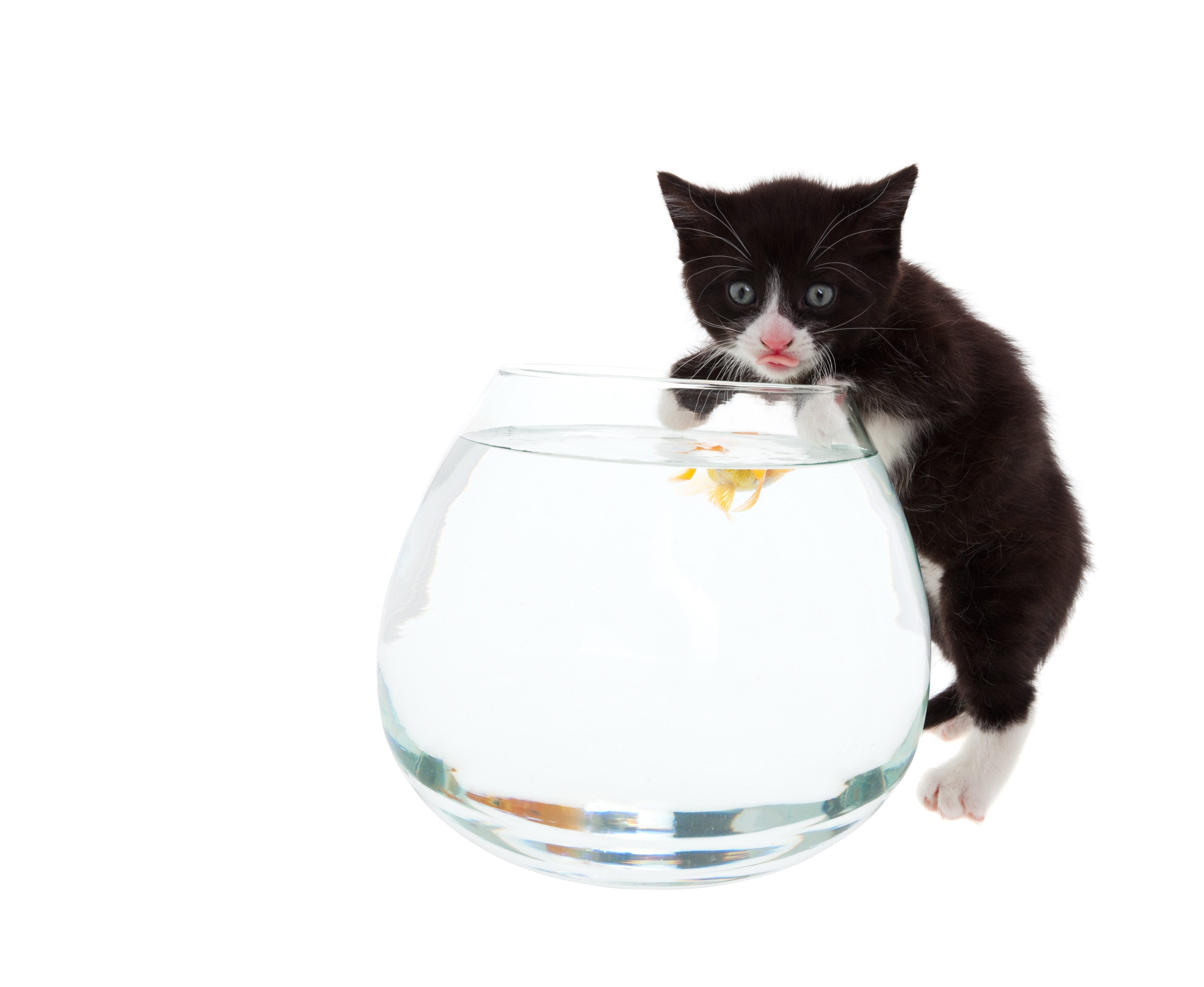 kitten with goldfish bowl