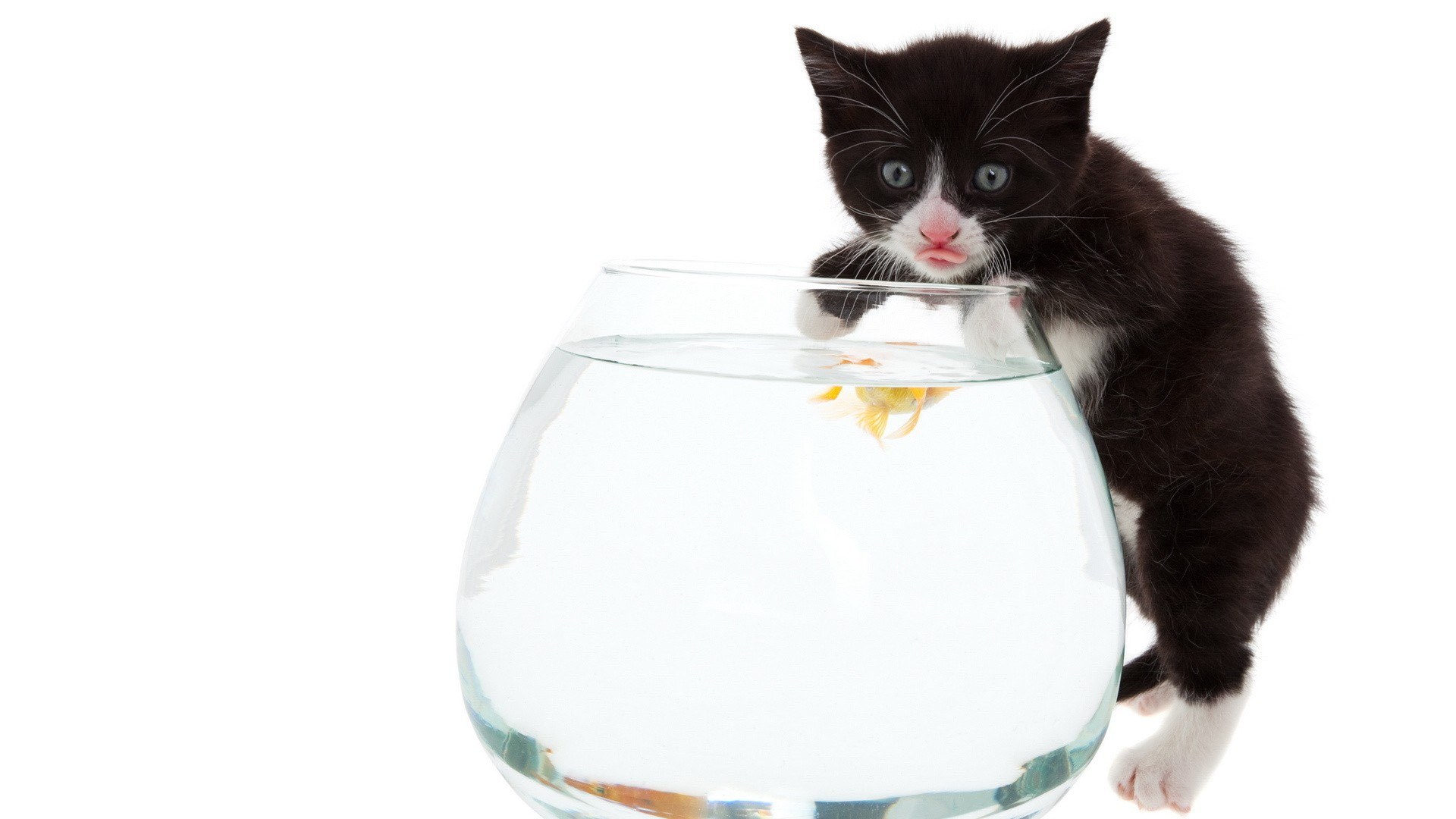 kitten with goldfish bowl