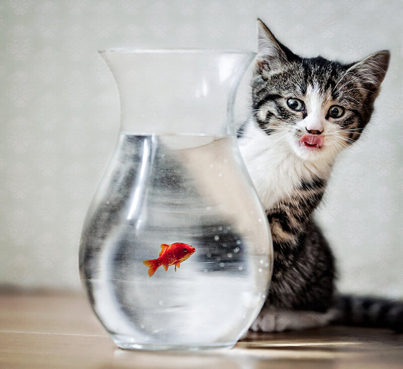 Kitten with Goldfish — Gray, Curious