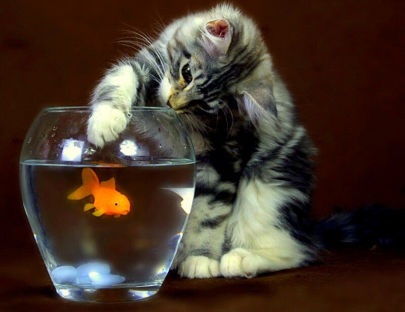 Kitten with Goldfish — Gray