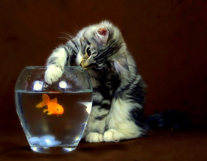 kitten with goldfish in bowl