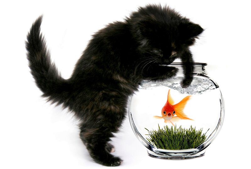 kitten with goldfish in bowl