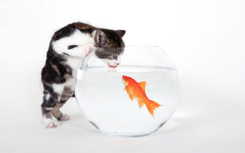 Kitten with Goldfish — White, Curious, Photograph, Fishbowl