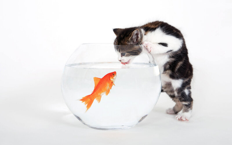 Kitten with Goldfish — White, Curious, Photograph, Fishbowl, White Background, Orange