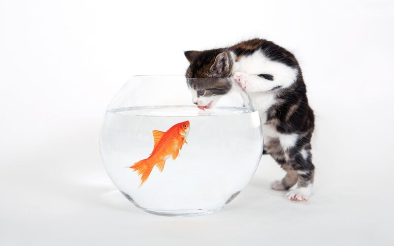 Kitten with Goldfish — White, Curious, Photograph