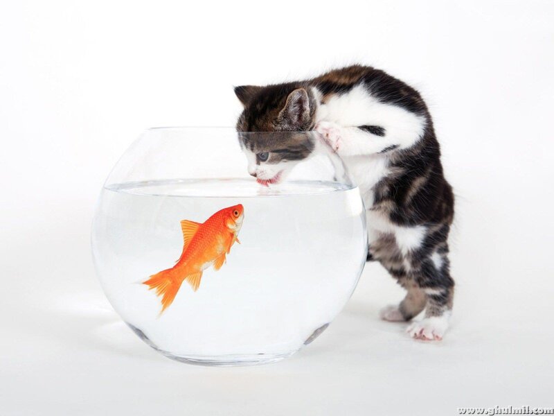 Kitten with Goldfish — White, Curious