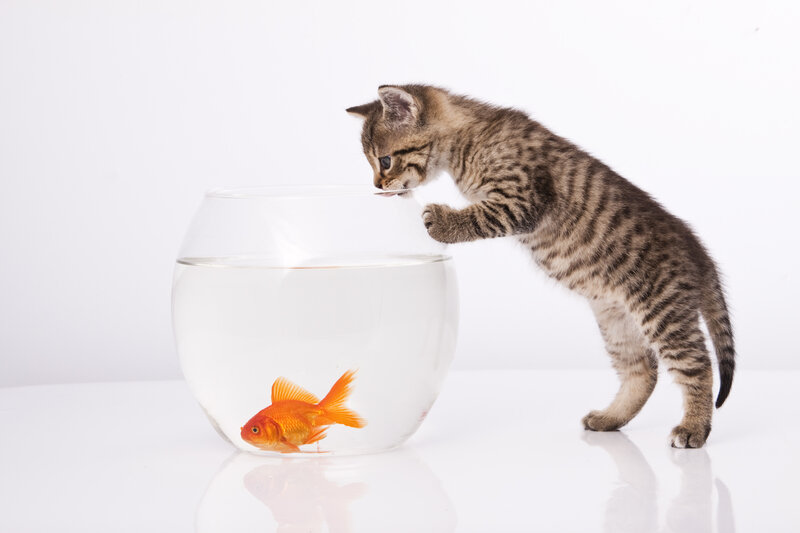 Kitten with Goldfish — White
