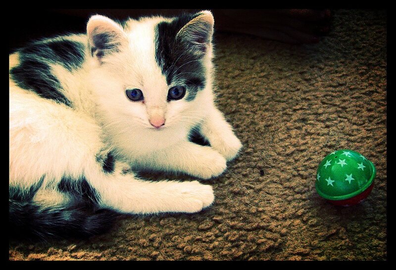kitten with green ball