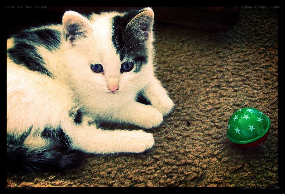 kitten with green ball