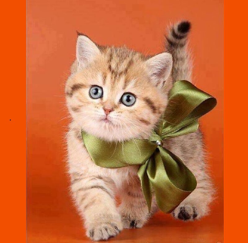 Kitten with Green Bow