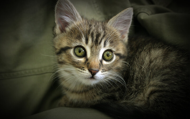 kitten with green eyes