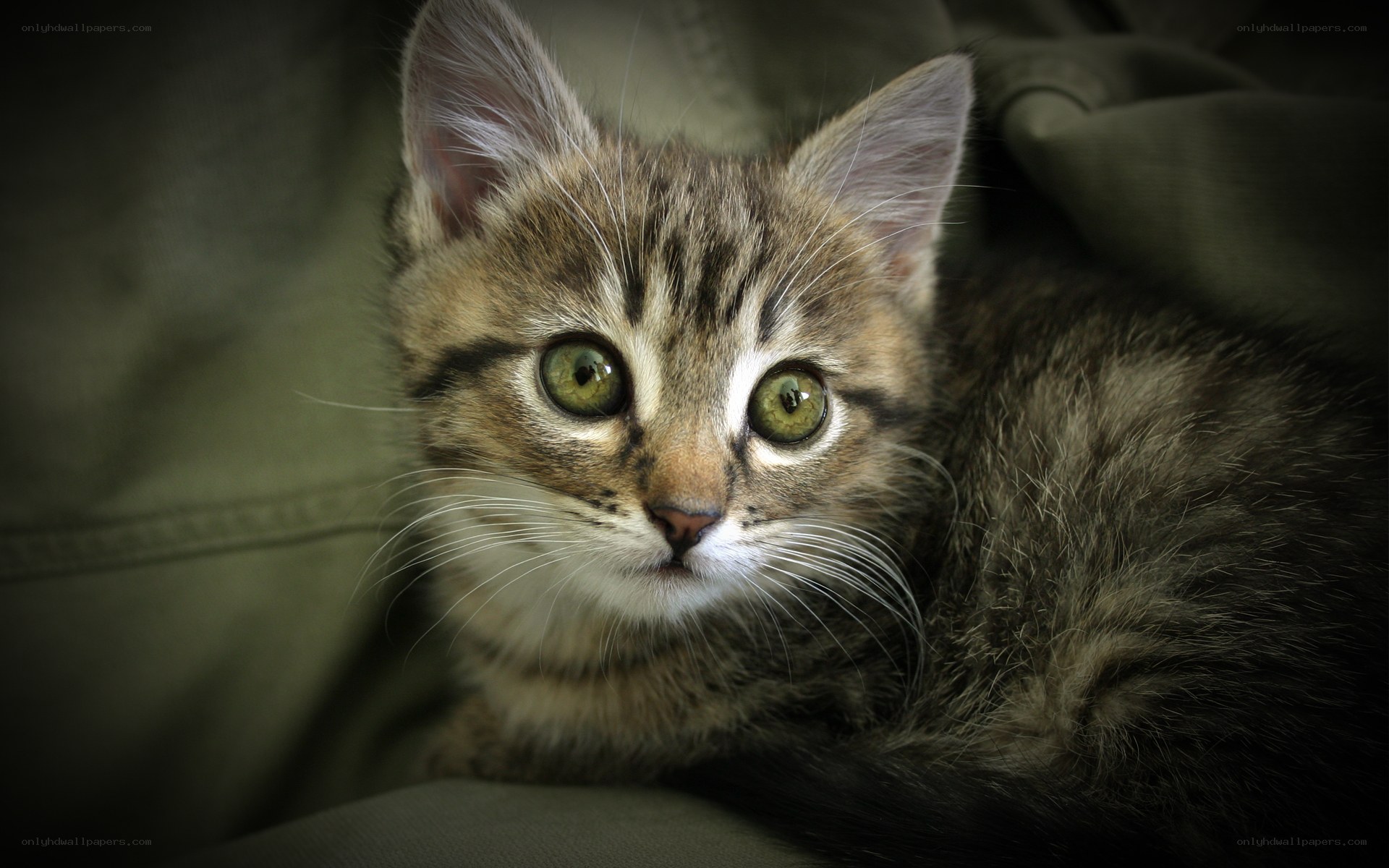 kitten with green eyes