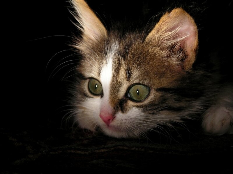 Kitten with Green Eyes — Black
